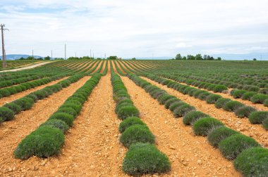 Fransız Provence lavanta alanlarının sonsuz satırlar