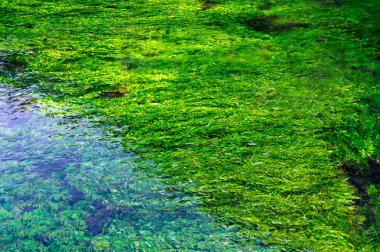 Zümrüt yeşil akan nehir suyu seewead ile