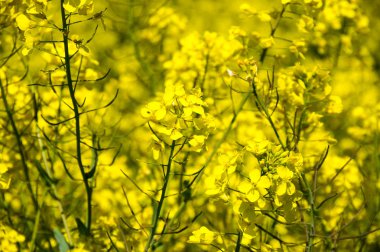 Sarı kolza alan bahar, Fransa görünümünü
