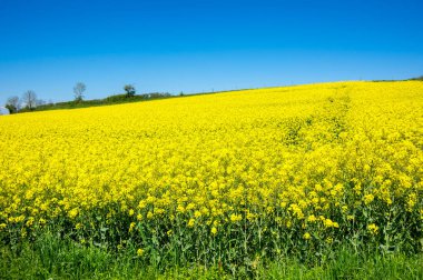 Sarı kolza alan mavi gökyüzü, Fransa