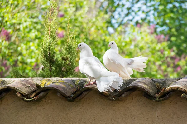 Białe Gołębie Siedząc Płocie Ogrodzie — Zdjęcie stockowe