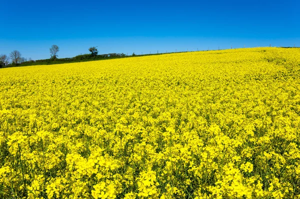 Campo Colza Amarelo Com Céu Azul França — Fotografia de Stock