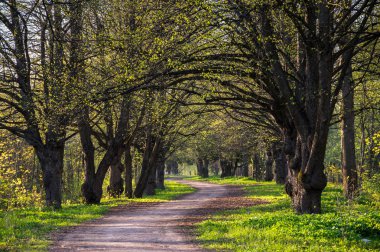 Görünümünü Şehir Parkı Bahar, Saint-Petersburg, Rusya Federasyonu