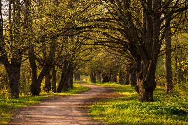 Görünümünü Şehir Parkı Bahar, Saint-Petersburg, Rusya Federasyonu