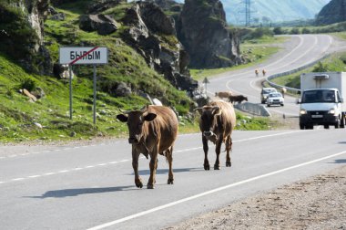 Baksan gorge Kabardey-çatışmalar işgalciler, Rusya'nın Kafkasya dağlarında inek sürüsü görünümünü