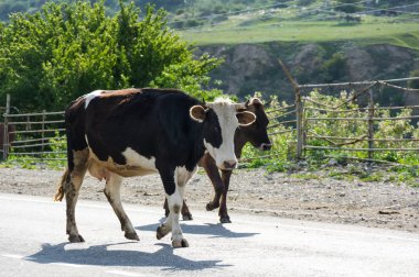 Baksan gorge Kabardey-çatışmalar işgalciler, Rusya'nın Kafkasya dağlarında inek sürüsü görünümünü