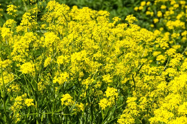 Utsikt Över Gula Raps Fält Solig Sommardag — Stockfoto