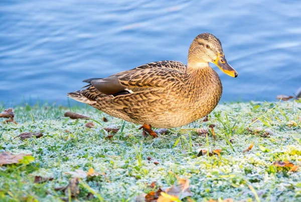 池の岸に孤独なマガモ — ストック写真