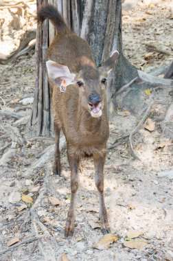 Görünüm geyik Khao Kheow aç Hayvanat Bahçesi Pattaya, Tayland