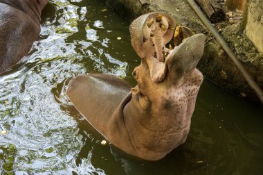 Su aygırı Khao Kheow aç Hayvanat Bahçesi Pattaya, Tayland için görünümünü