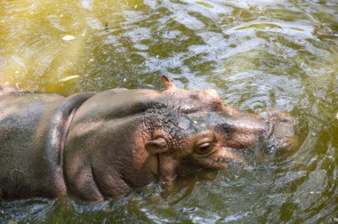 Su aygırı Khao Kheow aç Hayvanat Bahçesi Pattaya, Tayland için görünümünü
