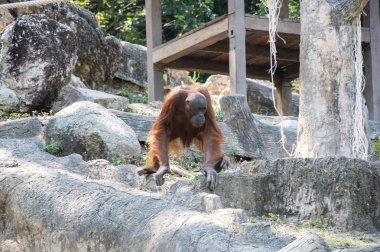 Pattaya, Tayland 'da hayvanat bahçesindeki orangutan manzarası