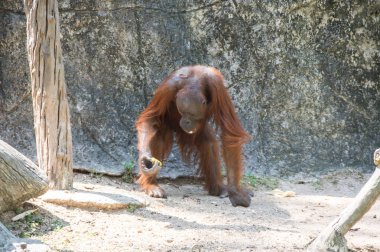 Pattaya, Tayland 'da hayvanat bahçesindeki orangutan manzarası
