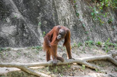 Pattaya, Tayland 'da hayvanat bahçesindeki orangutan manzarası