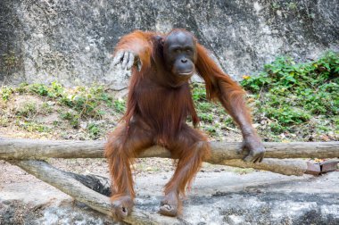 Pattaya, Tayland 'da hayvanat bahçesindeki orangutan manzarası