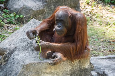 Pattaya, Tayland 'da hayvanat bahçesindeki orangutan manzarası