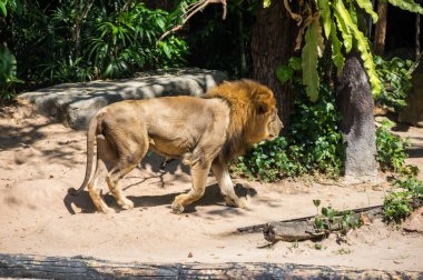 Aslan-Pattaya, Tayland için Hayvanat Bahçesi görünümünü