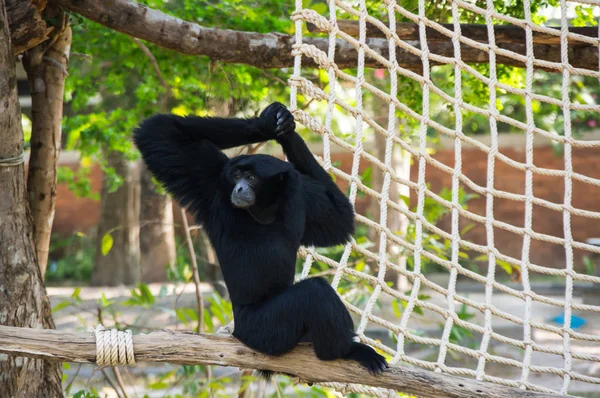 Vista Del Mono Khao Kheow Open Zoo Pattaya Tailandia — Foto de Stock