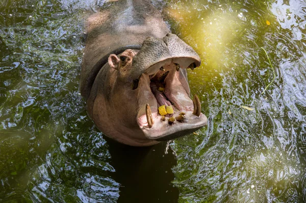 Zobacz Hipopotama Khao Kheow Open Zoo Pattaya Tajlandia — Zdjęcie stockowe