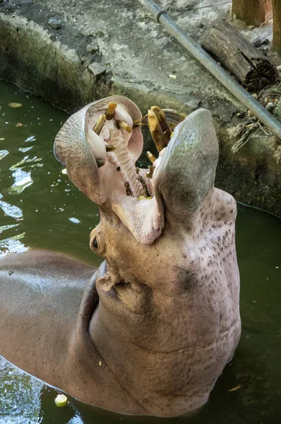 Zobacz Hipopotama Khao Kheow Open Zoo Pattaya Tajlandia — Zdjęcie stockowe