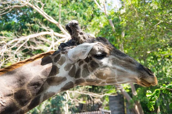 Widok Żyrafa Khao Kheow Open Zoo Pattaya Tajlandia — Zdjęcie stockowe