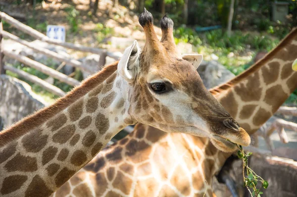 Widok Żyrafa Khao Kheow Open Zoo Pattaya Tajlandia — Zdjęcie stockowe
