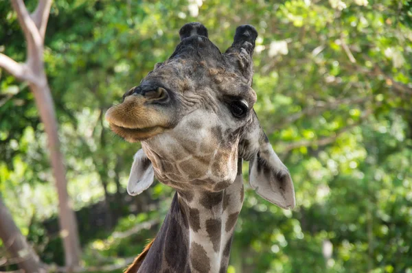 Вид Жирафа Фоне Зеленых Лесов Таиланд — стоковое фото
