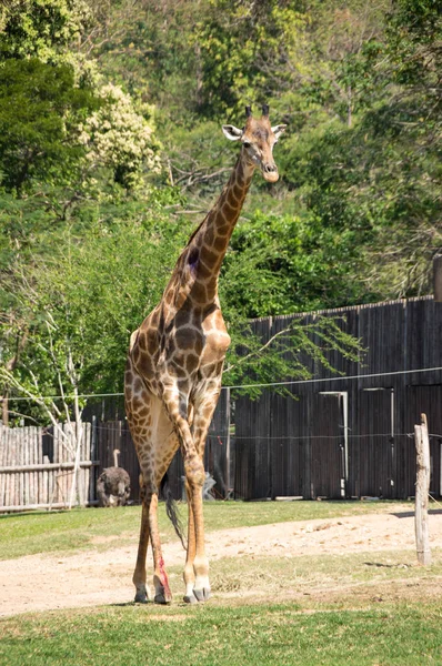 Widok Żyrafa Khao Kheow Open Zoo Pattaya Tajlandia — Zdjęcie stockowe