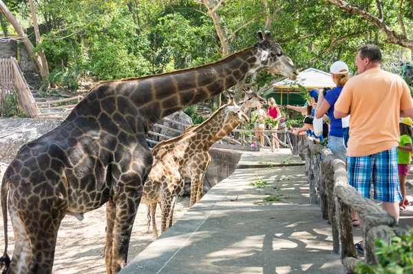 Pattaya Tajlandia Luty 2017 Widok Turystów Karmiących Żyrafy Khao Kheow — Zdjęcie stockowe
