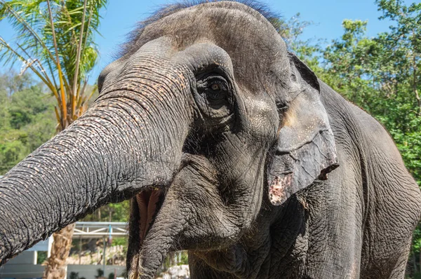 Veduta Dell Elefante Allo Zoo Pattaya Thailandia — Foto Stock