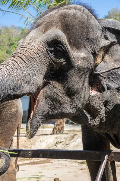 Veduta Dell Elefante Allo Zoo Pattaya Thailandia — Foto Stock