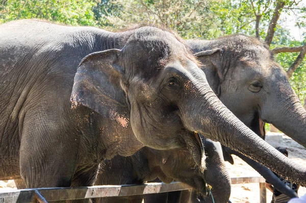 Pattaya Tayland Için Hayvanat Bahçesindeki Filler Görünümünü — Stok fotoğraf