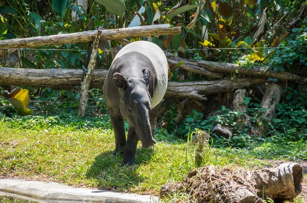 Zobacz Tapir Zoo Pattaya Tajlandia — Zdjęcie stockowe