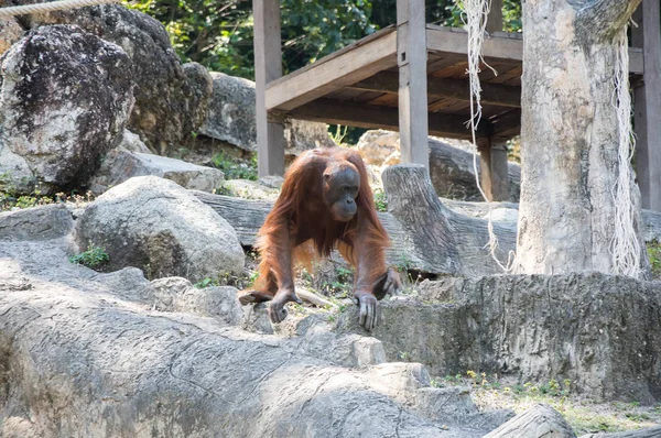 Vista Del Orangután Zoológico Pattaya Tailandia — Foto de Stock