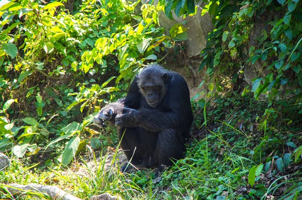 Vista Del Chimpancé Zoológico Pattaya Tailandia — Foto de Stock