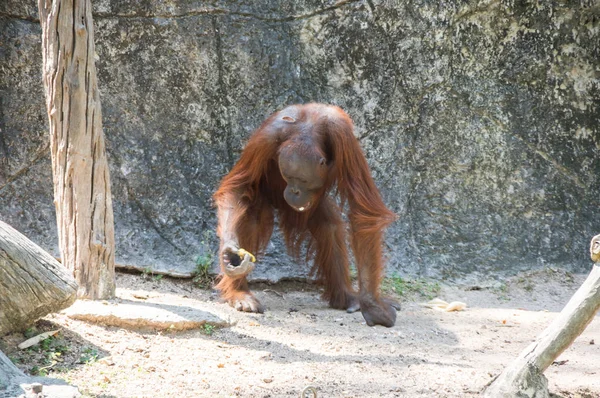 Vista Del Orangután Zoológico Pattaya Tailandia —  Fotos de Stock