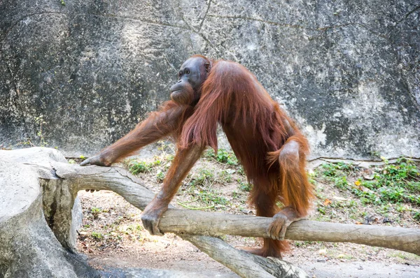 Vista Del Orangután Zoológico Pattaya Tailandia — Foto de Stock