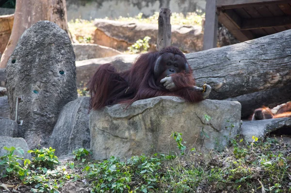 Vista Del Orangután Zoológico Pattaya Tailandia — Foto de Stock