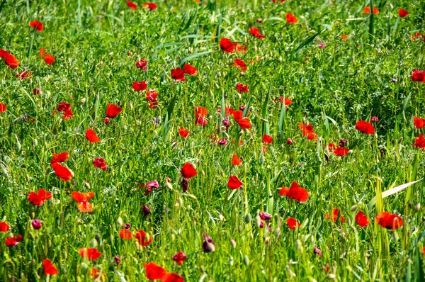 Campo Papoulas Florescendo Provença Francesa — Fotografia de Stock