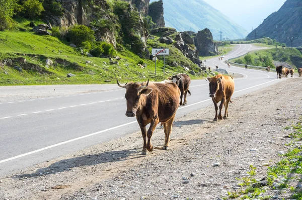 Pohled Stáda Krav Baksan Rokli Pohoří Kavkaz Kabardsko Balkarsko Rusko — Stock fotografie