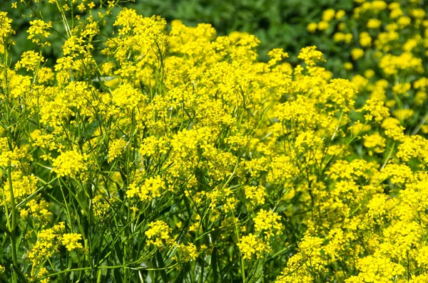 Utsikt Över Gula Raps Fält Solig Sommardag — Stockfoto