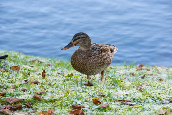 池塘岸边的孤野鸭鸭 — 图库照片