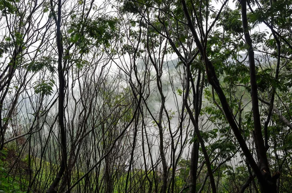 Blick Auf Den Regenwald Auf Der Insel Samosir Tobasee Indonesien — Stockfoto