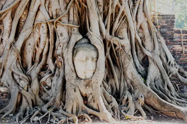 Stone Head Buddha Surrounded Tree Roots Wat Prha Mahathat Temple — Stock Photo, Image