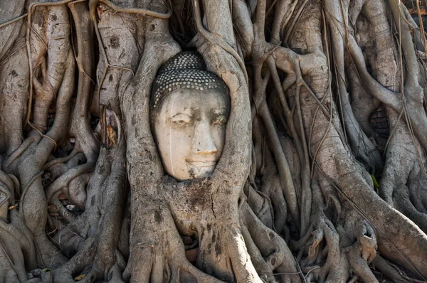 Stone Head Buddha Surrounded Tree Roots Wat Prha Mahathat Temple — Stock Photo, Image