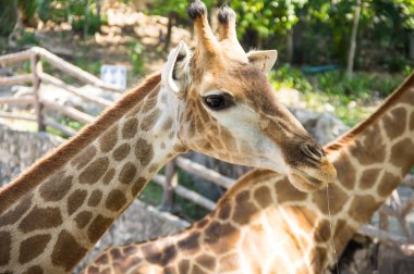 Görünümünü zürafa Khao Kheow aç Hayvanat Bahçesi Pattaya, Tayland