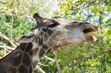 Görünümünü zürafa Khao Kheow aç Hayvanat Bahçesi Pattaya, Tayland