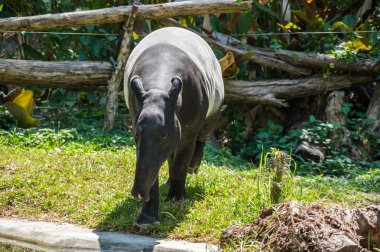Tapir Pattaya, Tayland için Hayvanat Bahçesi'nde görünümünü