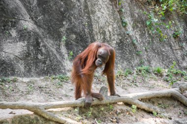 Pattaya, Tayland 'da hayvanat bahçesindeki orangutan manzarası
