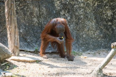 Pattaya, Tayland 'da hayvanat bahçesindeki orangutan manzarası